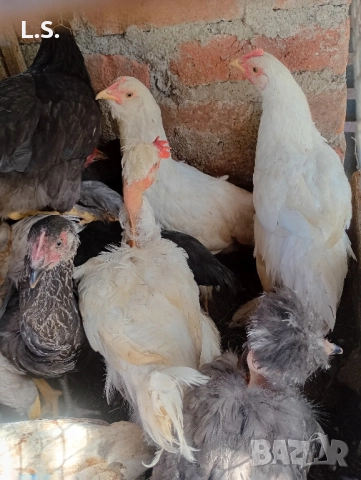 Продам пилета ,ярки млади петлета , снимка 16 - Кокошки и пуйки - 51726042