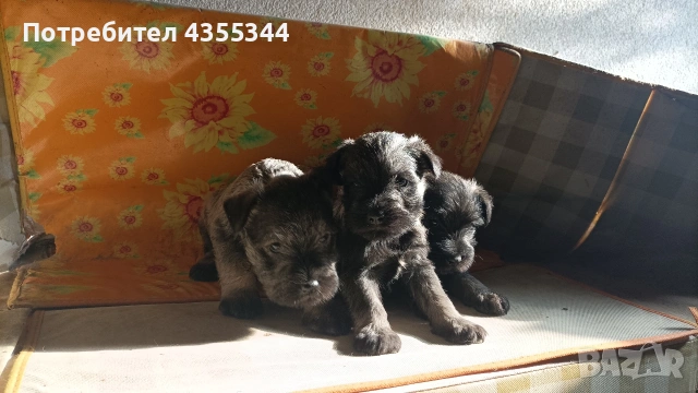 Цвергшнауцер , снимка 3 - Други - 53261355