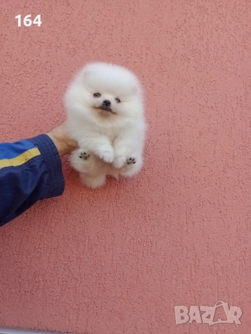 Чисто бяло момченце. Померан. Реални снимки!, снимка 3 - Померан - 52655911