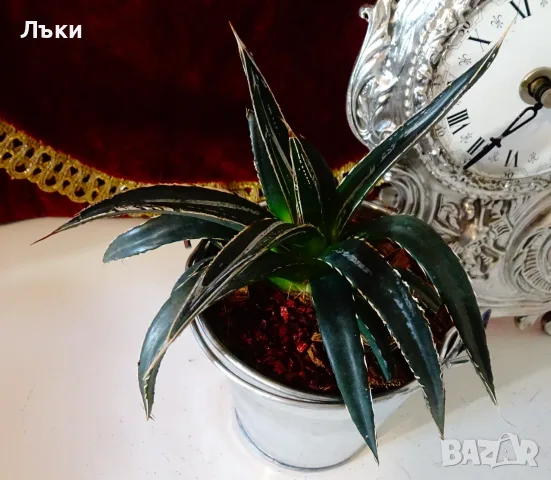 Агаве Victoriae-Reginae,метална саксия 9 см. , снимка 2 - Стайни растения - 55711014
