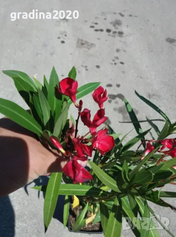 Олеандър - Зокум Налични 5 вида , снимка 10 - Разсади - 45967688