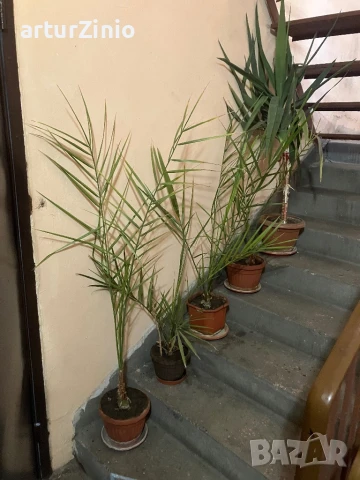 Финикови палми