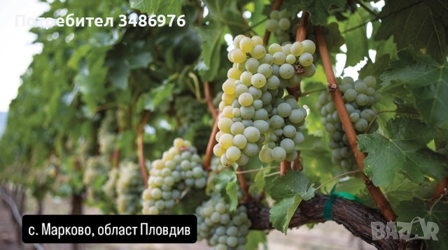 Совиньон Блан грозде , снимка 1