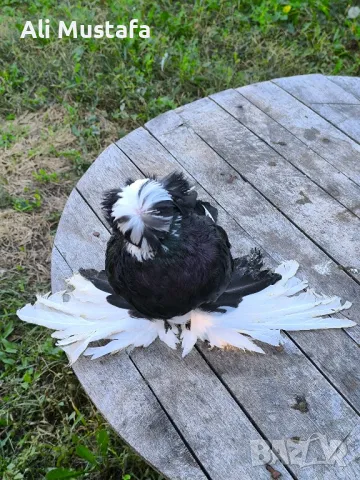 Бухари , снимка 6 - Гълъби - 48210642