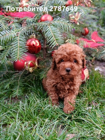 Той пудел момче, снимка 4 - Пудели - 52712284