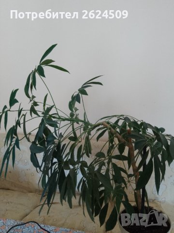Нестандартна Шефлера, снимка 2 - Стайни растения - 37483803