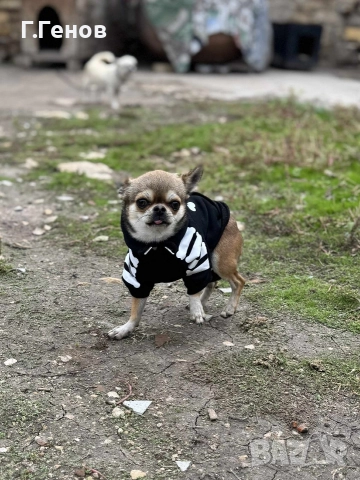 мъжко чихуахуа за разплод