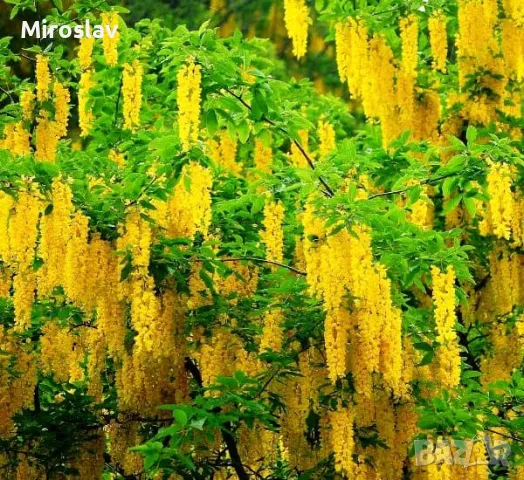 Златен дъжд (Laburnum anagyroides)