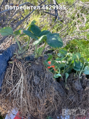 Продавам разсад ягоди, снимка 3 - Разсади - 52141893