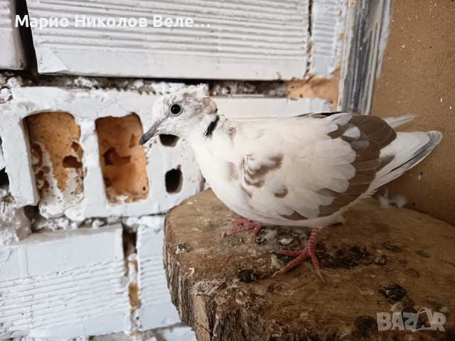 гугутки смехурки , снимка 5 - Гълъби - 52550070