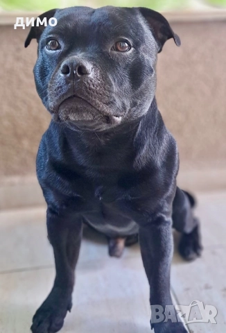 Английски стафордширски бултериер, снимка 4 - Други - 52136623