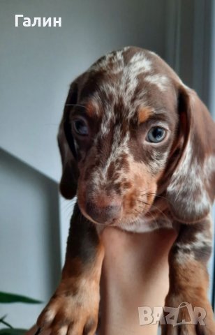 Дакел,дакелче, снимка 3 - Дакели - 40166820