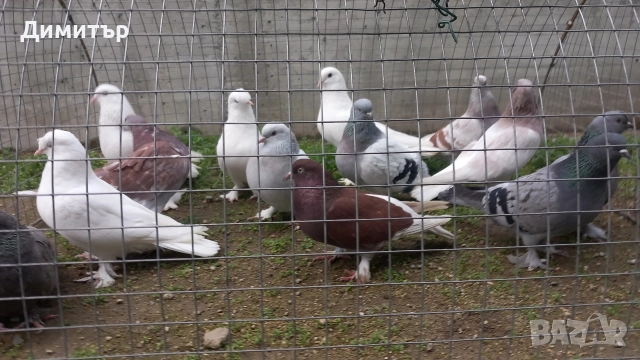 Продавам гълъби Мардини-Турски , снимка 4 - Гълъби - 47886897