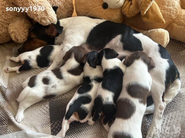 ДЖАК РЪСЕЛ ТЕРИЕР-ЖЕНСКО БЕБЕ С ПАСПОРТ 1БР 1011251717