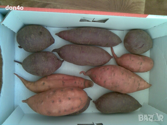 батат  сладки  картофи и разсад 