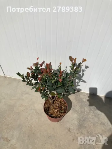 Фотиния литъл ред робин, снимка 4 - Градински цветя и растения - 48725254