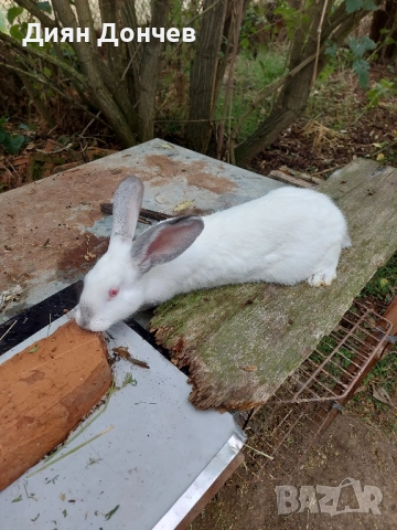 Продавам зайци , снимка 2 - Други животни - 51750940