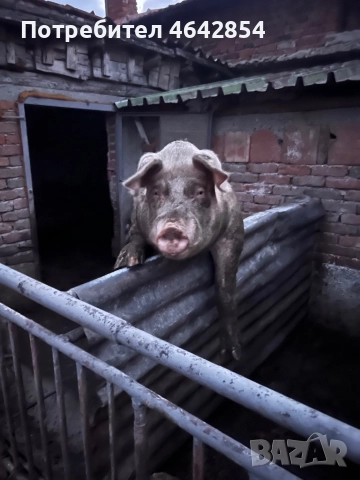 Мъжко прасе , снимка 5 - Прасета - 52307618
