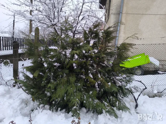 Кипариси, снимка 2 - Градински цветя и растения - 48544109