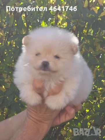 Померан, снимка 2 - Померан - 52503551