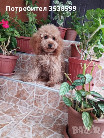 Мини Пудел Той Пудел , снимка 4 - Пудели - 50538188