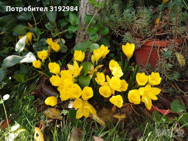жълти есенни минзухари луковици , снимка 1 - Градински цветя и растения - 44230260