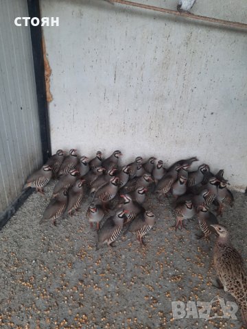 Яйца от Кеклик за люпене и готови двойки