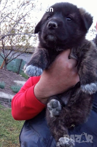 Каракачан , снимка 3 - Каракачанска овчарка - 54322858