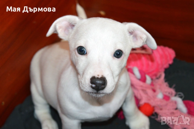 джак -ръсел териер с родословие, снимка 17 - Джак ръсел териер - 54152371