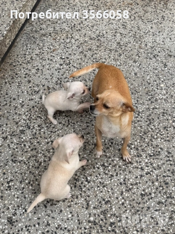 Чихуахуа , снимка 6 - Чихуахуа - 54096135