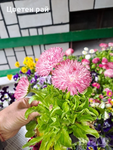 Парички 2€брой саксия , снимка 6 - Градински цветя и растения - 54222972