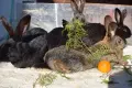 Продавам или заменям  зайци., снимка 4