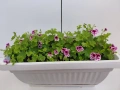 Лимоново мушкато каскадно в сандъче, 12 евро за сандъче, снимка 2