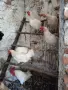 Продавам изгодно кокошки, снимка 7