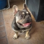 Мъжки френски булдог , снимка 1