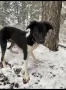 🐾 НАЙДЕН ТЪРСИ СВОЯ ЧОВЕК! , снимка 4
