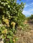 🍇 Продавам качествено грозде Болгар, Мелник 55 и Широка мелнишка – директно от производител, снимка 2