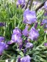Ирис, снимка 1 - Градински цветя и растения - 40811693