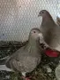 Продавам цветни пощи, снимка 1