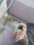 Померан, померанчета, мини померани, снимка 7
