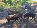 Малки диви прасенца, снимка 3