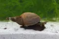 Планорбис (Planorbis planorbis) - водни охлюви за аквариум или градинско езеро, снимка 6