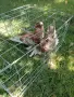 продавам гълъби Димкежи , снимка 7