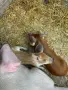 🐷 Продаваме 5 броя малки прасенца, снимка 5