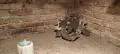 Свободни млади токачки, снимка 4