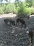 Малки диви прасенца, снимка 6