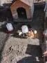 Пиленца родени на 4 октомври , снимка 1