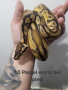 кралски питон , снимка 1 - Змии - 44568717