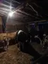 Продавам мъжки телета, снимка 9