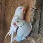 малък александър перфектен чифт., снимка 2